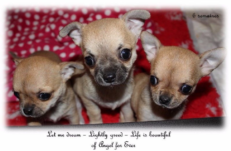 chiot Chihuahua Of Angel For Ever