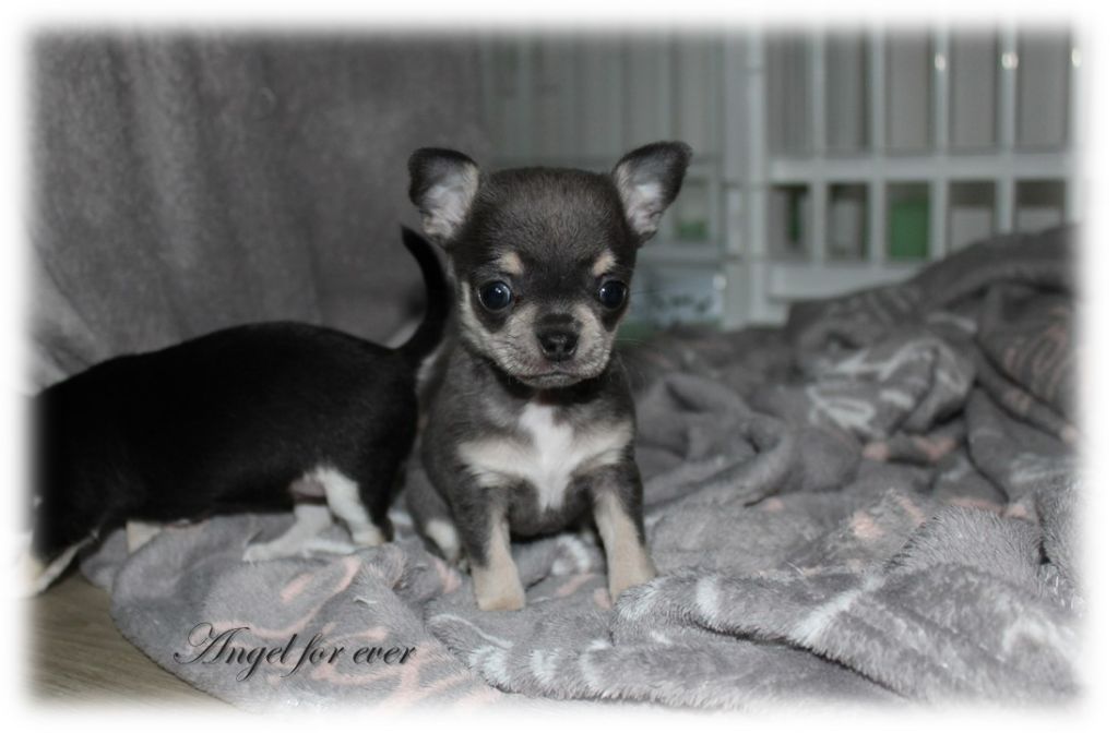 Of Angel For Ever - Chiot disponible  - Chihuahua