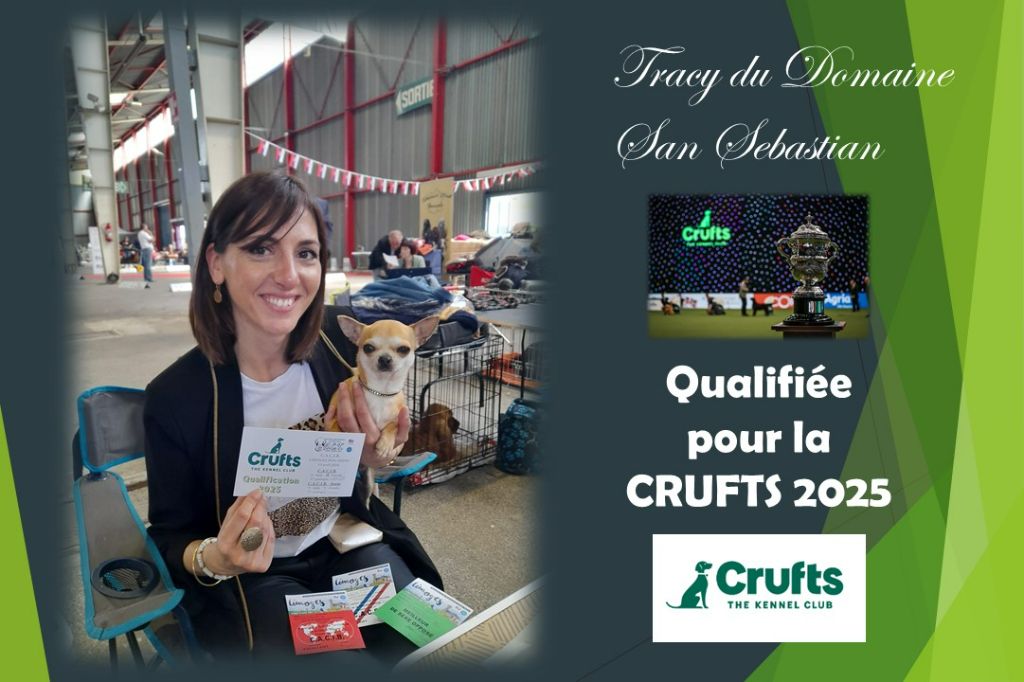 Of Angel For Ever - Qualification CRUFTS 2025 !
