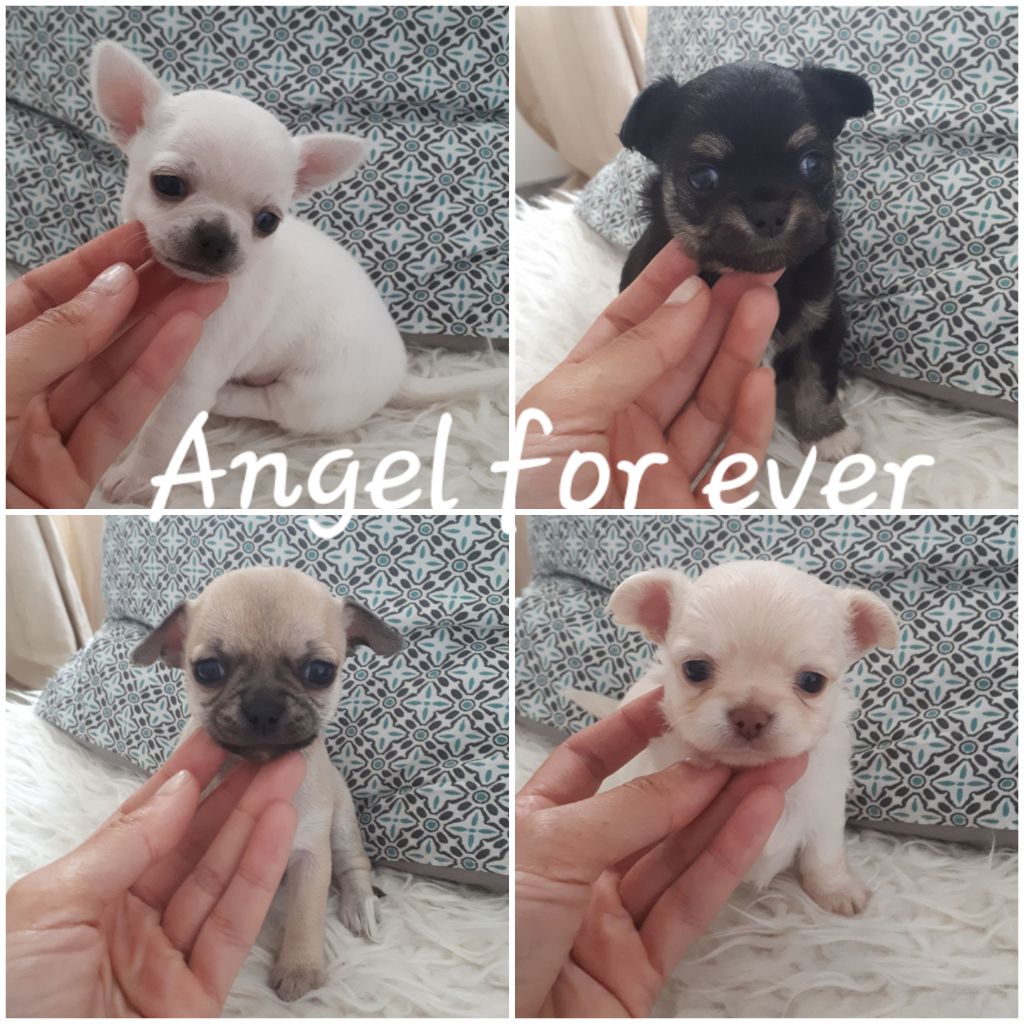 Of Angel For Ever - Chihuahua - Portée née le 08/06/2020