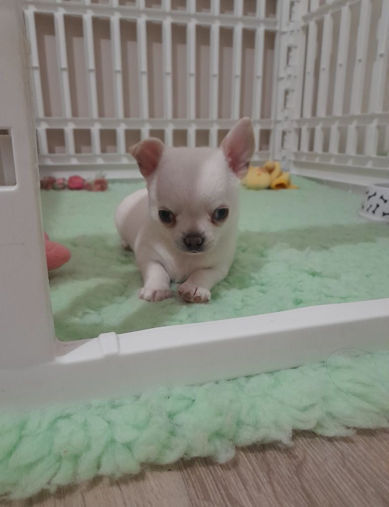 Of Angel For Ever - Chiot disponible  - Chihuahua