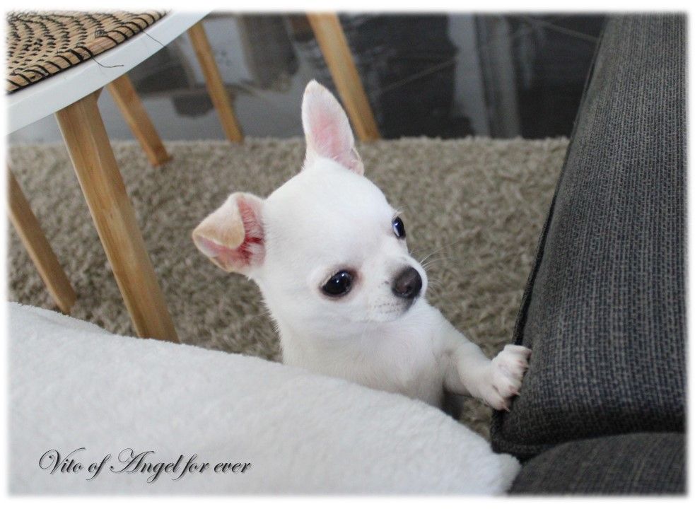 Of Angel For Ever - Chiot disponible  - Chihuahua