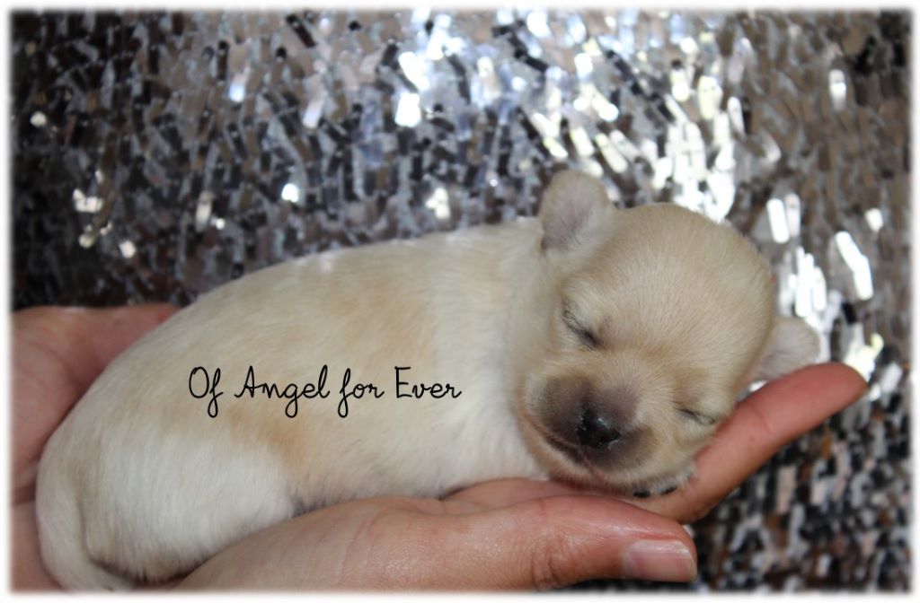 chiot Chihuahua Of Angel For Ever
