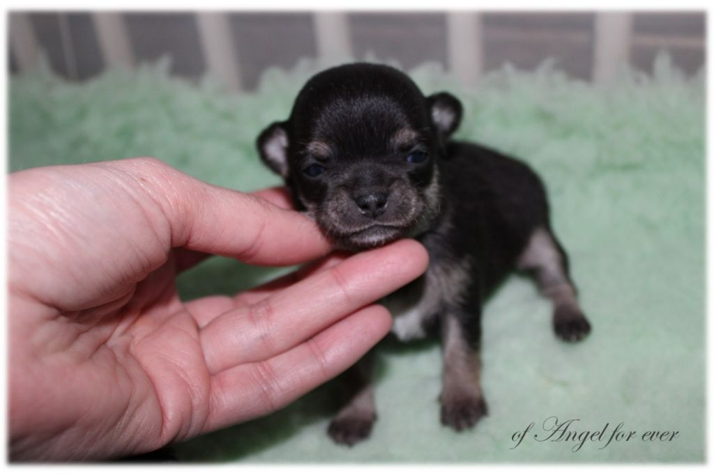 Of Angel For Ever - Chiot disponible  - Chihuahua