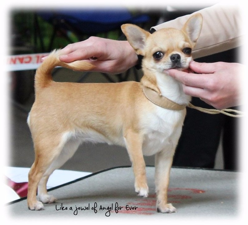 Like a jewel Of Angel For Ever