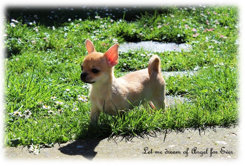 Let me dream Of Angel For Ever