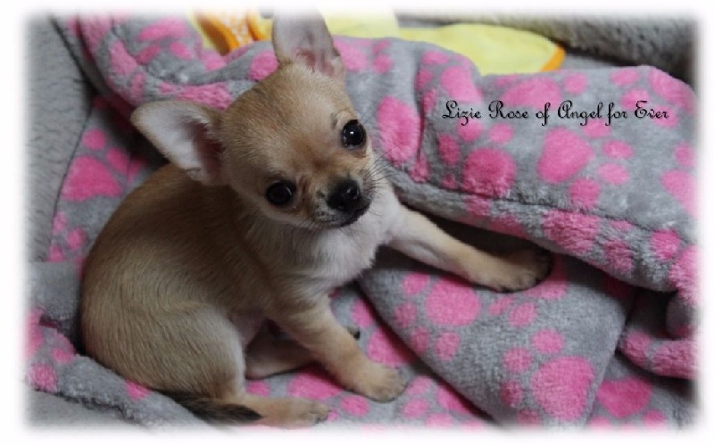 Lizie rose Of Angel For Ever