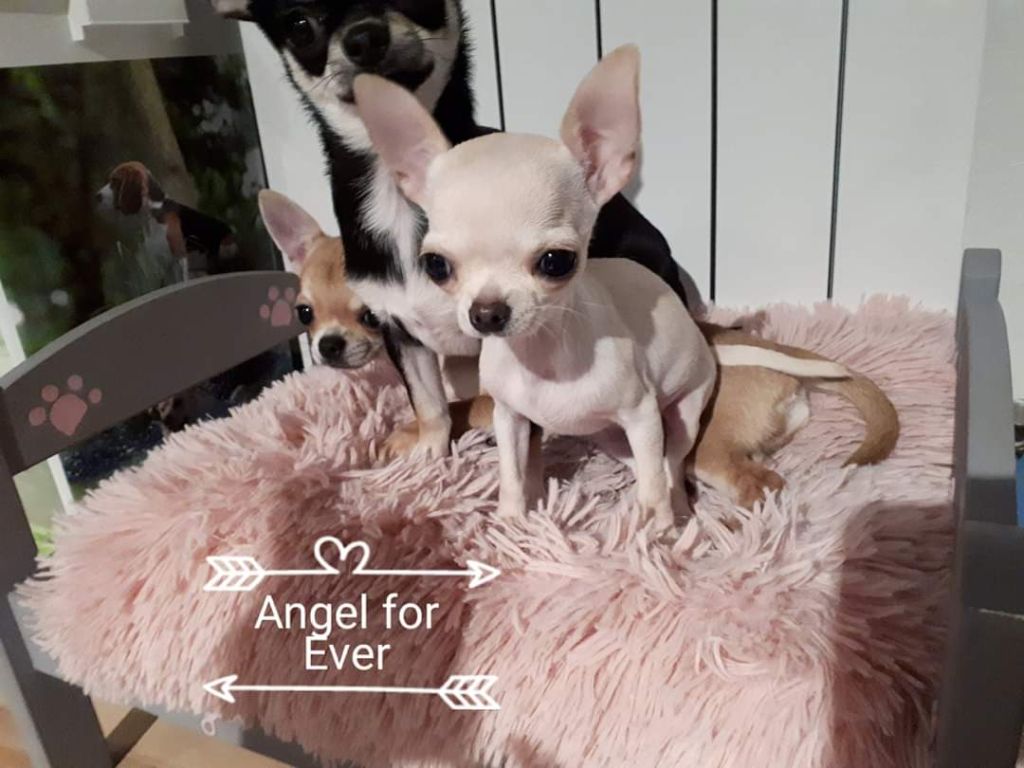Never give up Of Angel For Ever