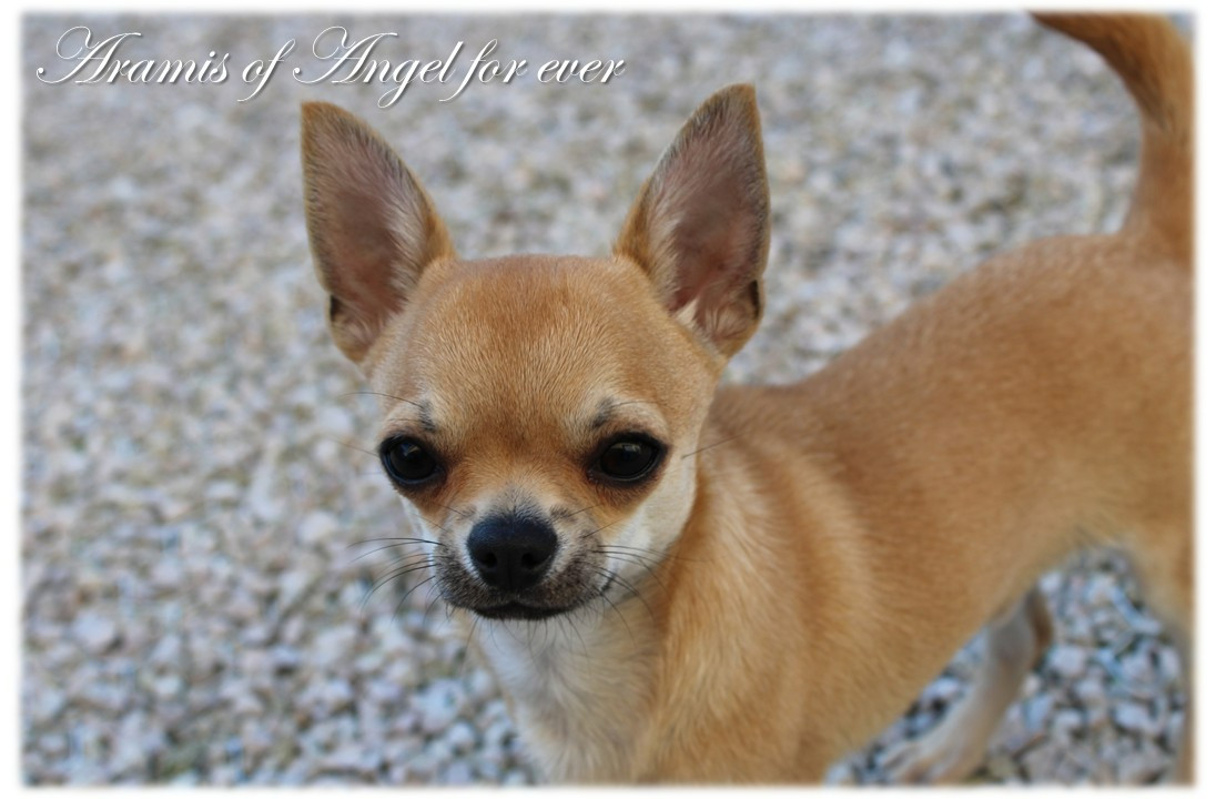 Aramis Of Angel For Ever