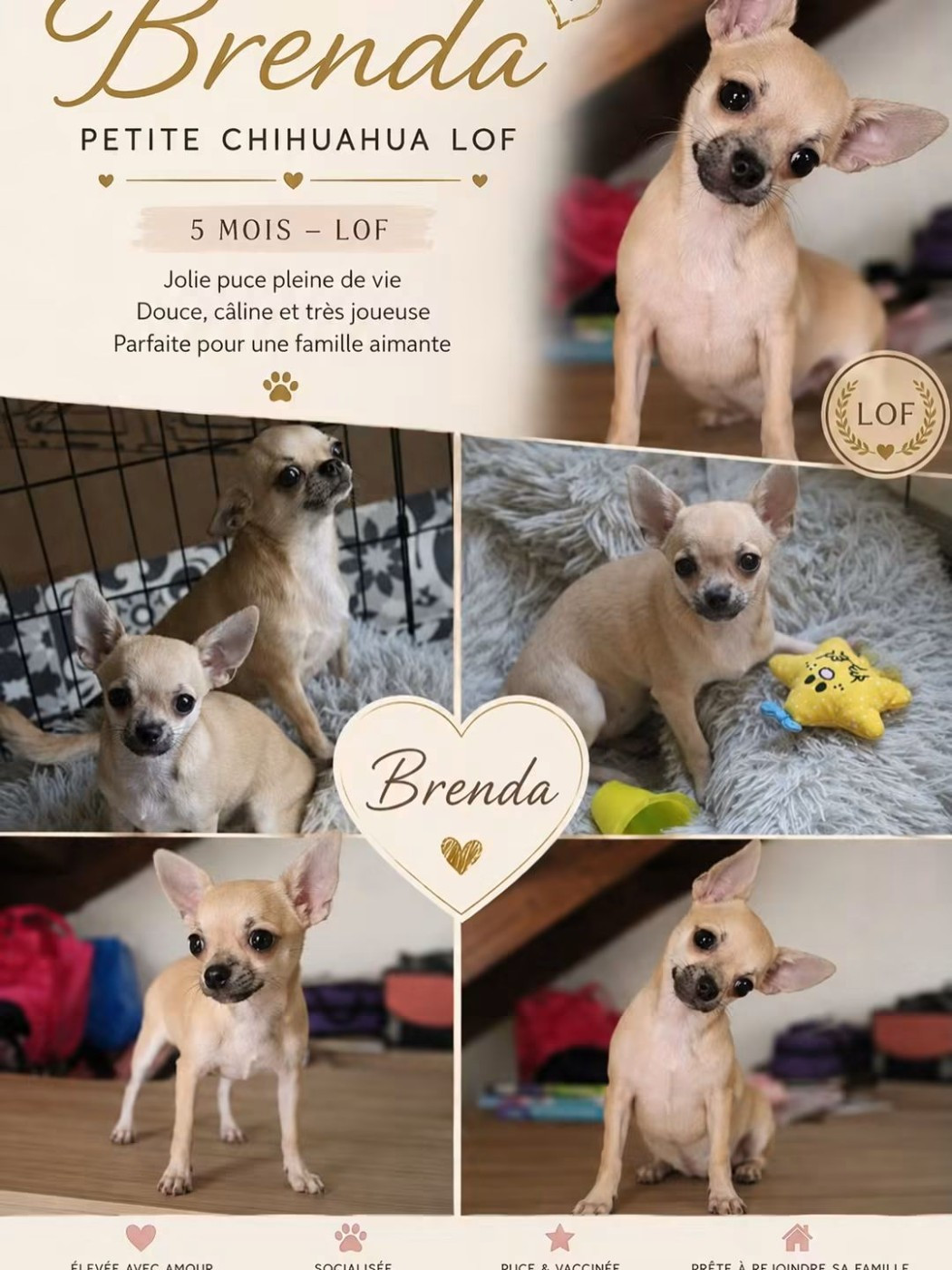 Petite femelle de 5 mois à vendre