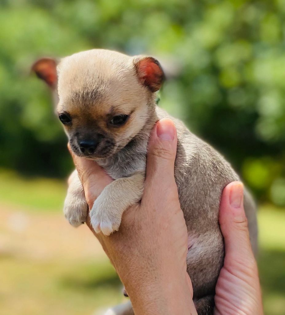 Of Angel For Ever - Superbe chiot mâle disponible chez une amie