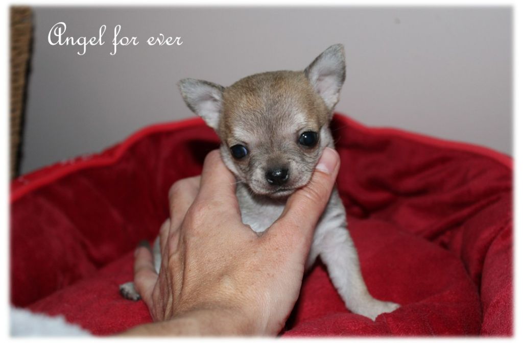 Of Angel For Ever - Chiots disponibles - Chihuahua