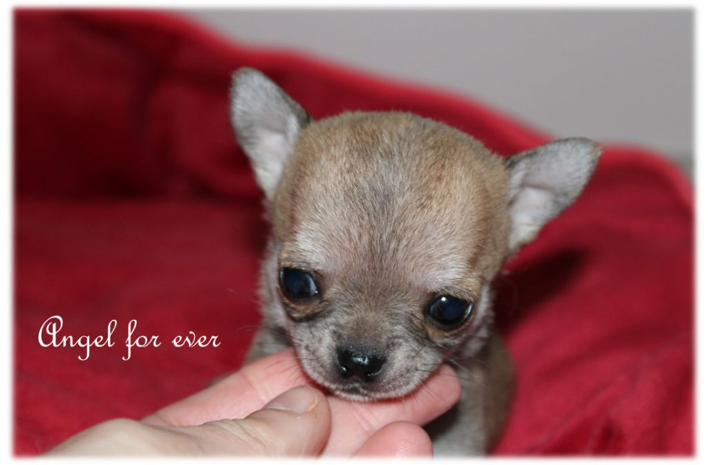 Of Angel For Ever - Chiots disponibles - Chihuahua