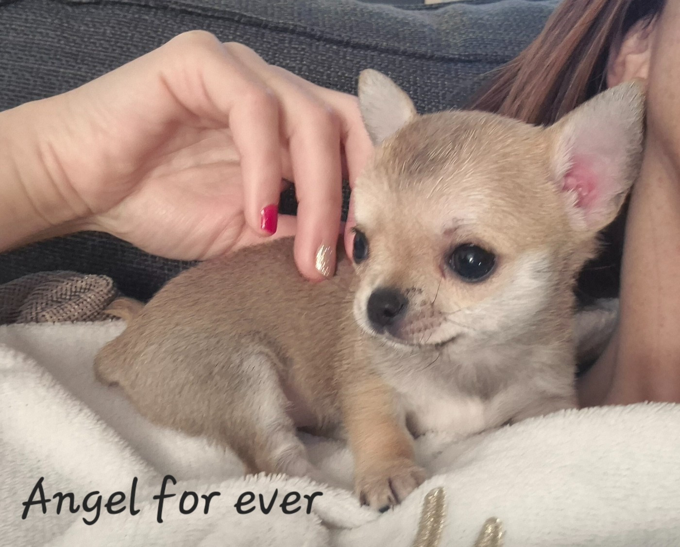 Of Angel For Ever - Chihuahua - Portée née le 07/11/2025