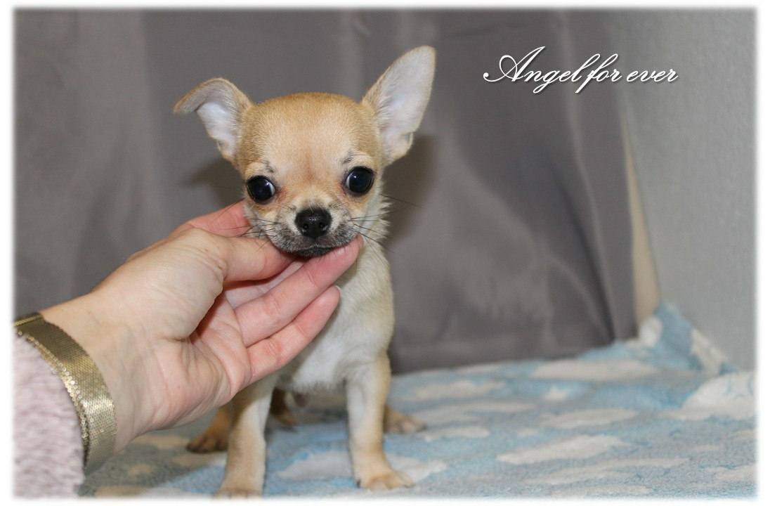 Of Angel For Ever - Chiots disponibles - Chihuahua
