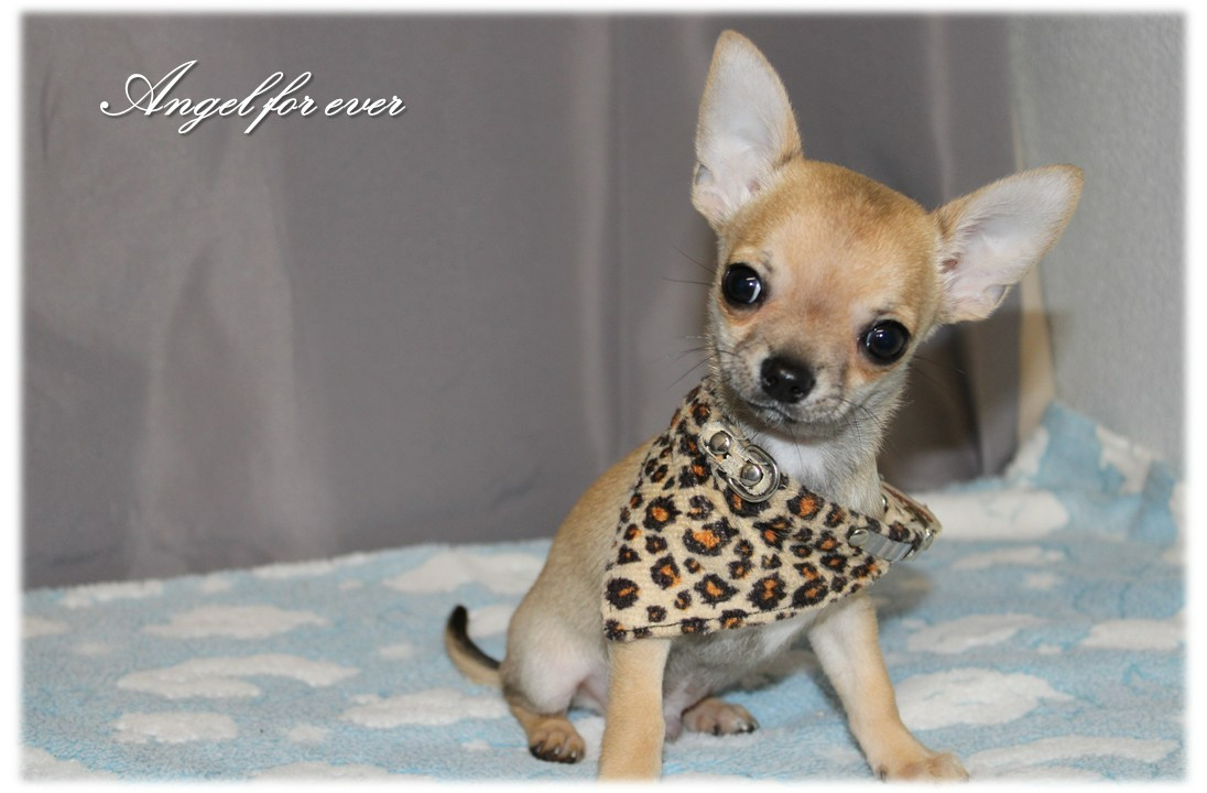 Of Angel For Ever - Chiots disponibles - Chihuahua