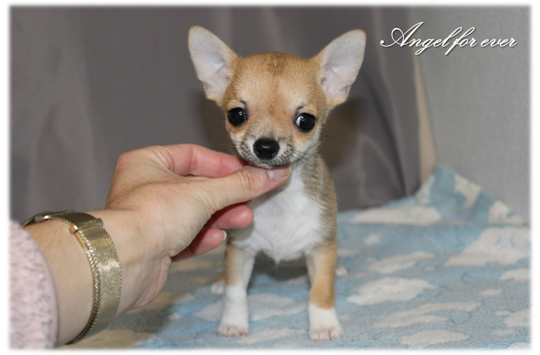 Of Angel For Ever - Chiots disponibles - Chihuahua