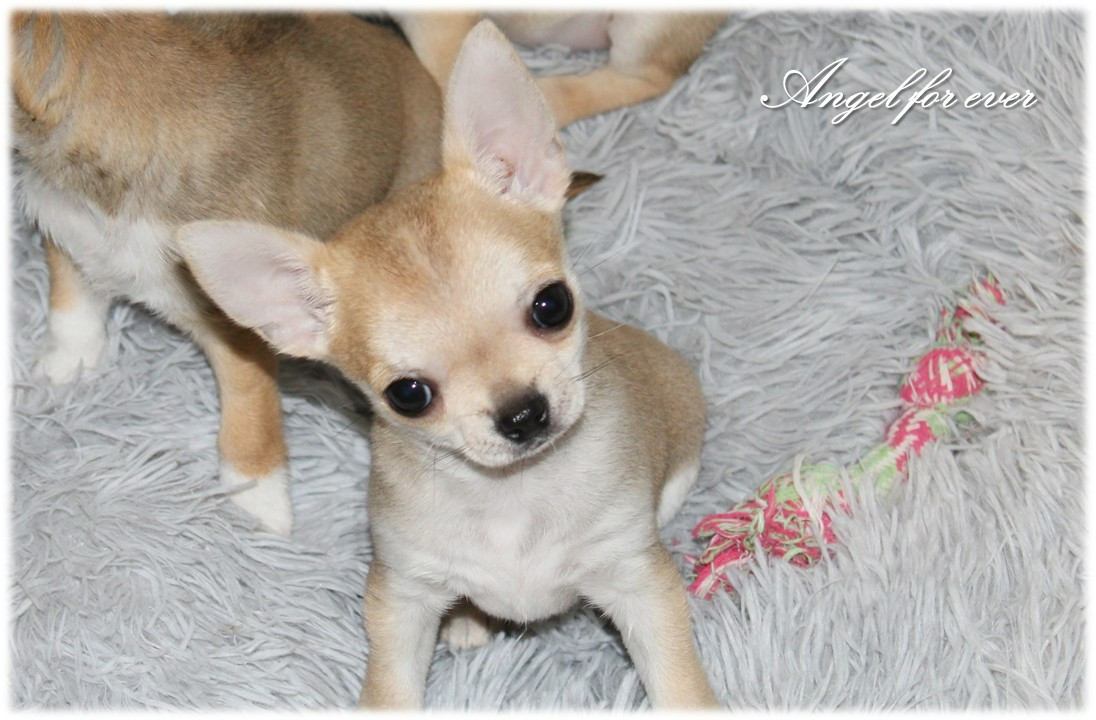 Of Angel For Ever - Chiots disponibles - Chihuahua