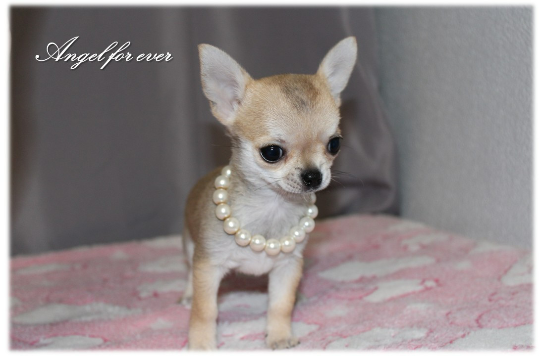 Of Angel For Ever - Chiots disponibles - Chihuahua