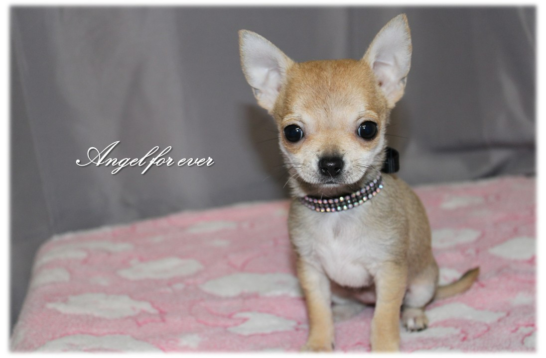 Of Angel For Ever - Chiots disponibles - Chihuahua