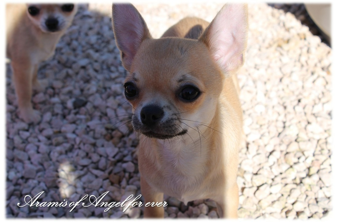 Of Angel For Ever - Chiots disponibles - Chihuahua