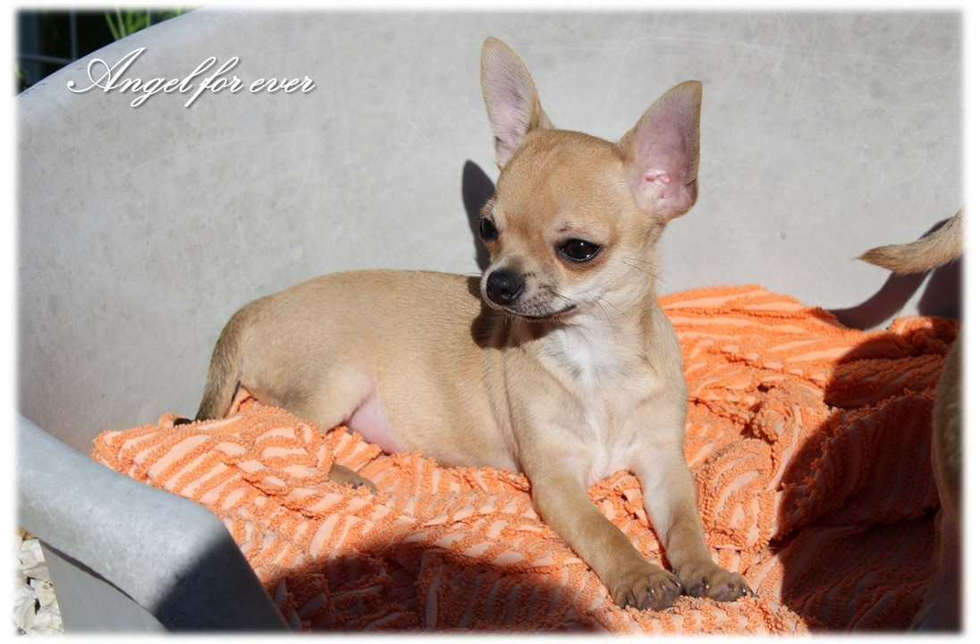 Of Angel For Ever - Chiots disponibles - Chihuahua