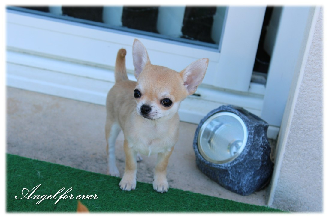 Of Angel For Ever - Chihuahua - Portée née le 07/11/2025