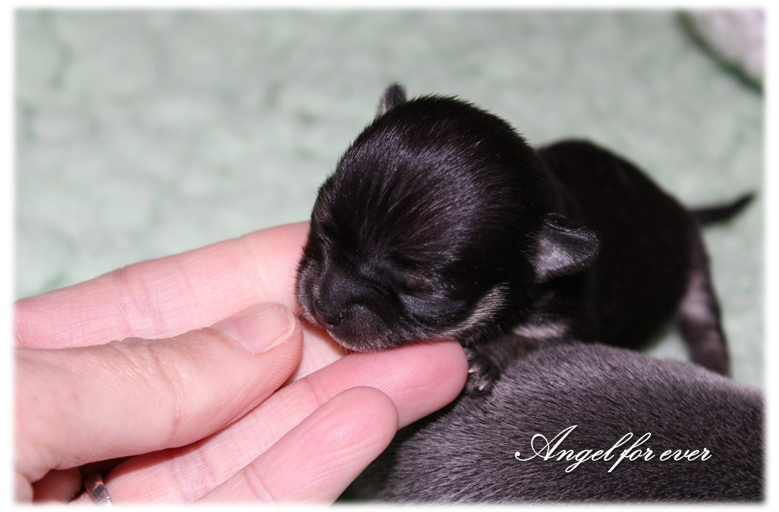 Of Angel For Ever - Chiots disponibles - Chihuahua