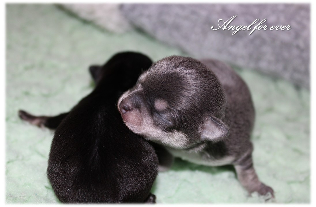 Of Angel For Ever - Chiots disponibles - Chihuahua