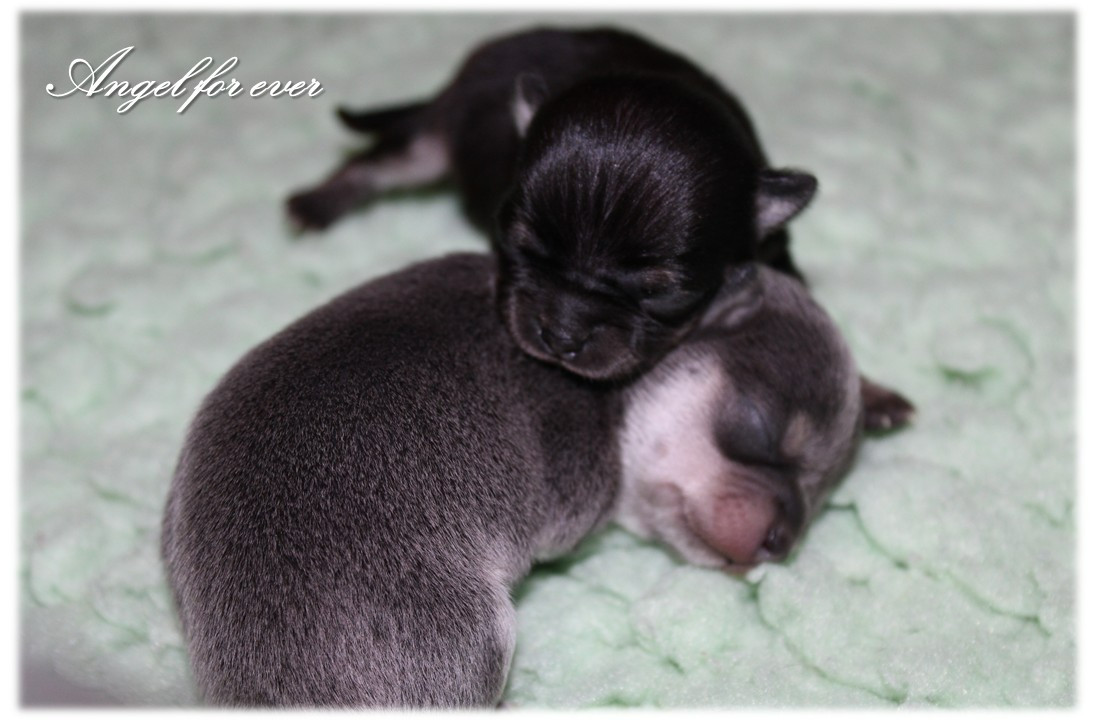 Chiot Chihuahua Of Angel For Ever