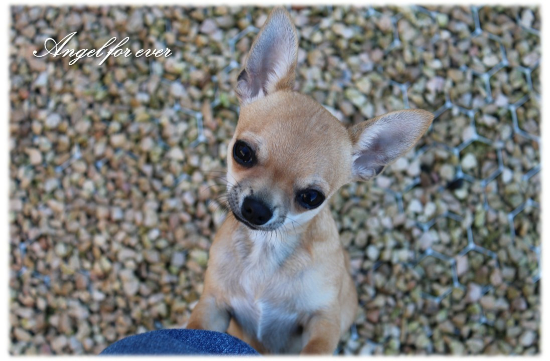 Of Angel For Ever - Chiots disponibles - Chihuahua