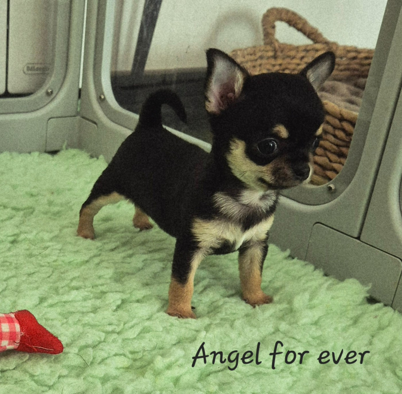 Of Angel For Ever - Chiots disponibles - Chihuahua