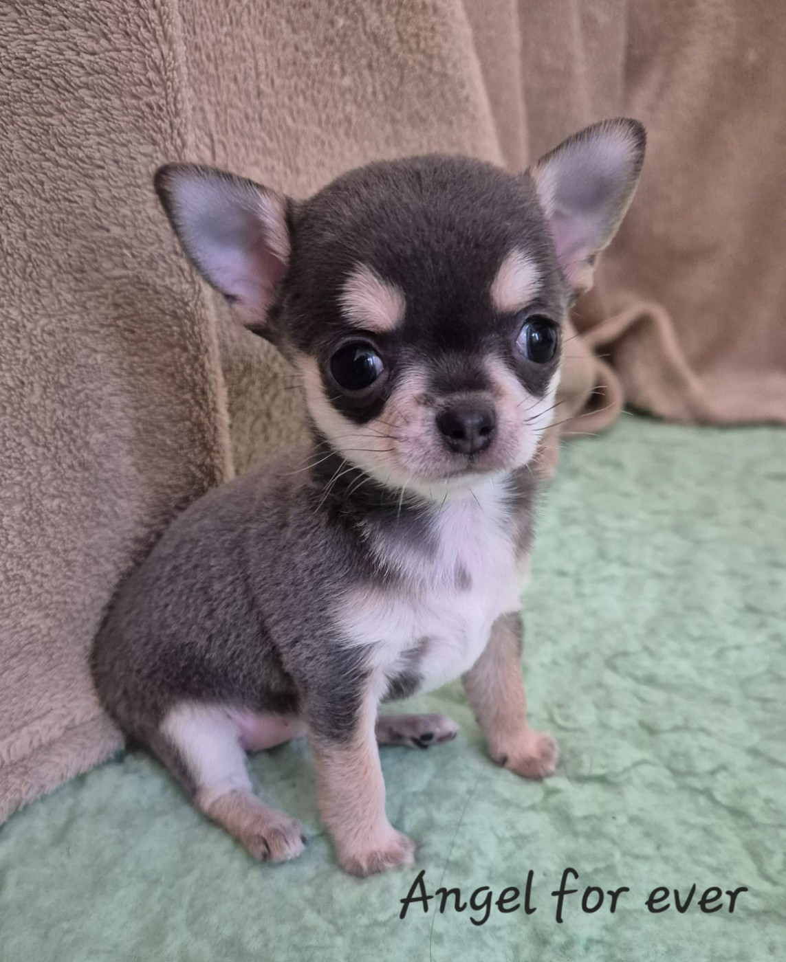 Of Angel For Ever - Chiots disponibles - Chihuahua
