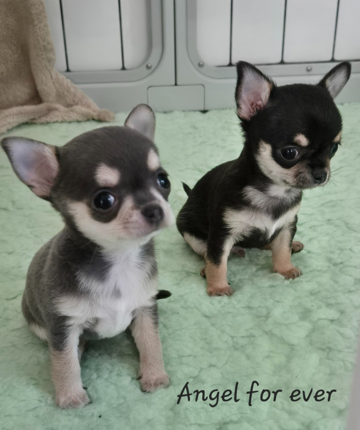 Of Angel For Ever - Chihuahua - Portée née le 05/03/2026