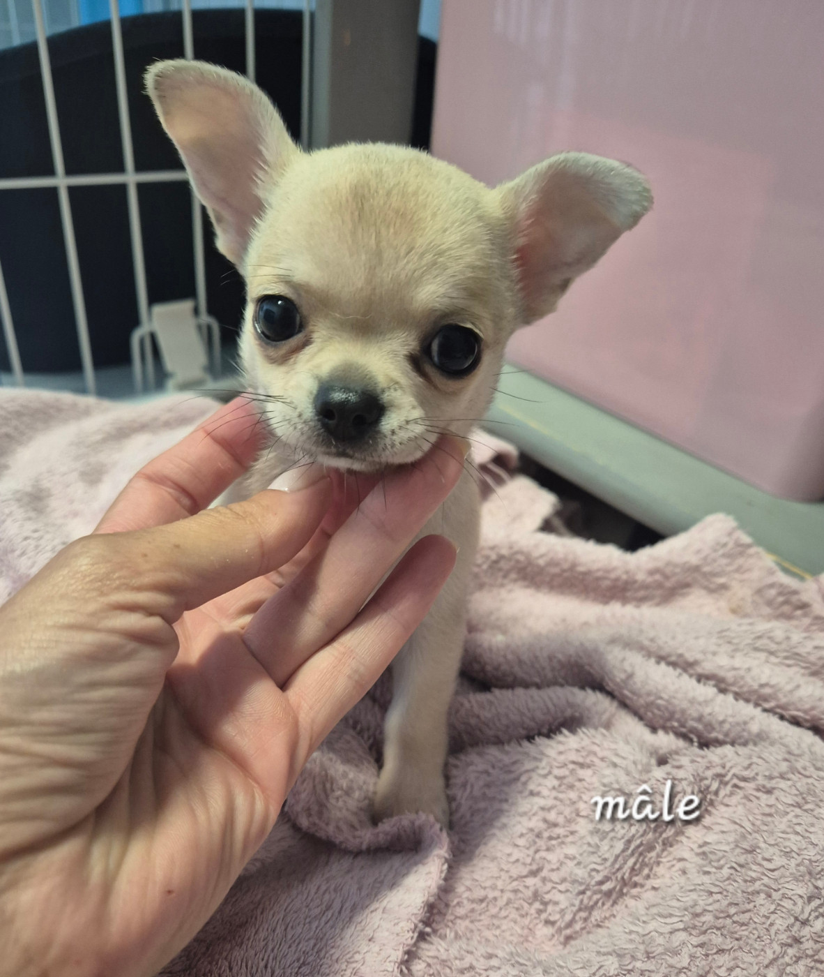 Of Angel For Ever - Chiots disponibles - Chihuahua