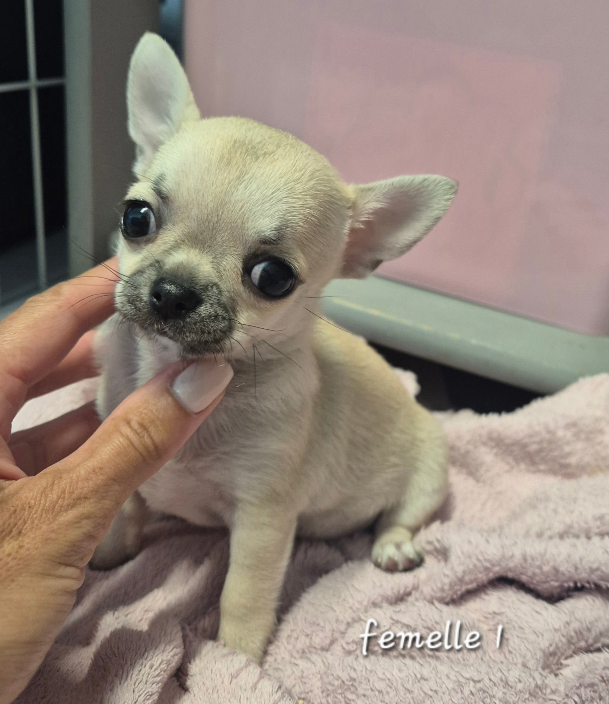 Of Angel For Ever - Chiots disponibles - Chihuahua