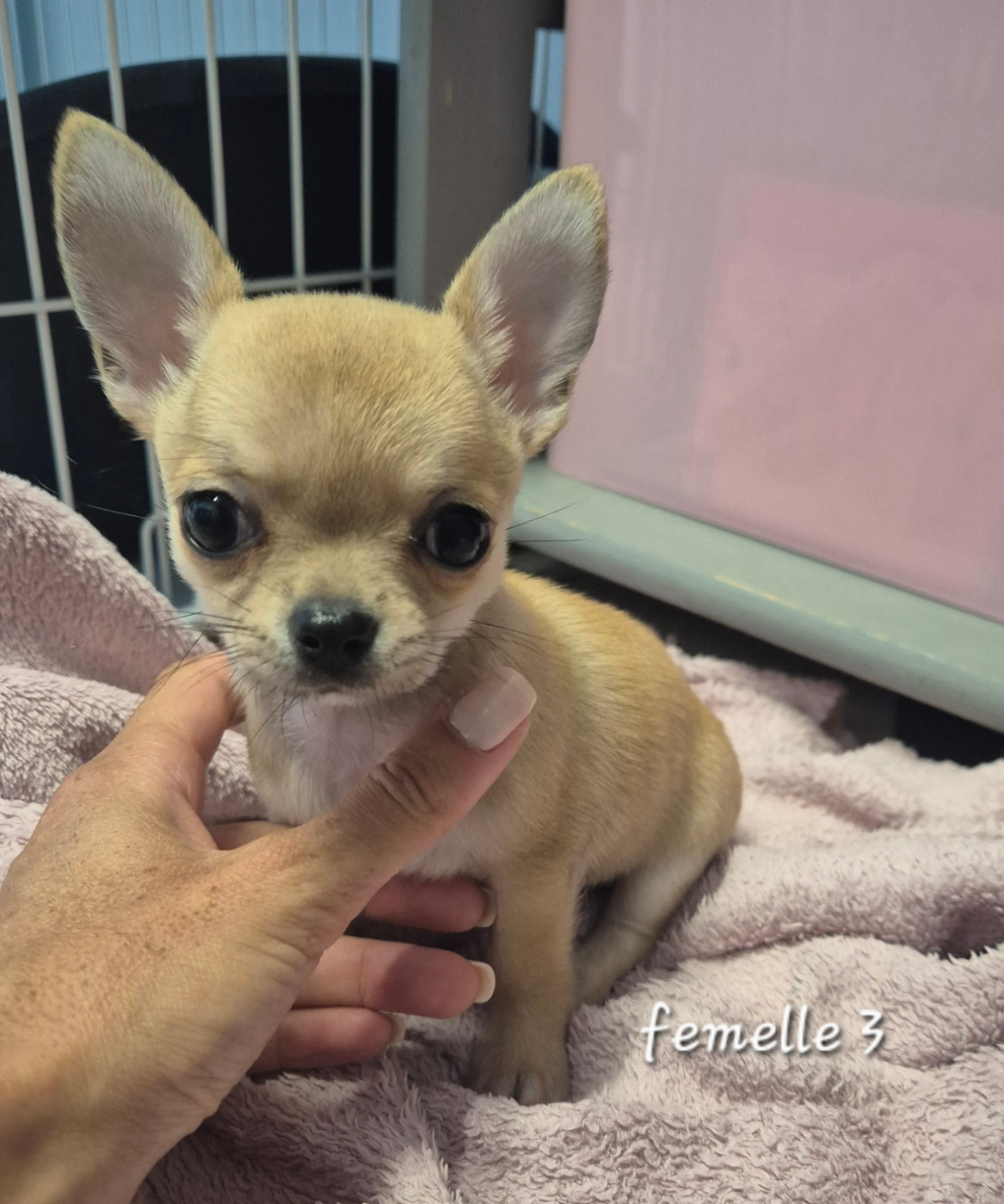Of Angel For Ever - Chiots disponibles - Chihuahua