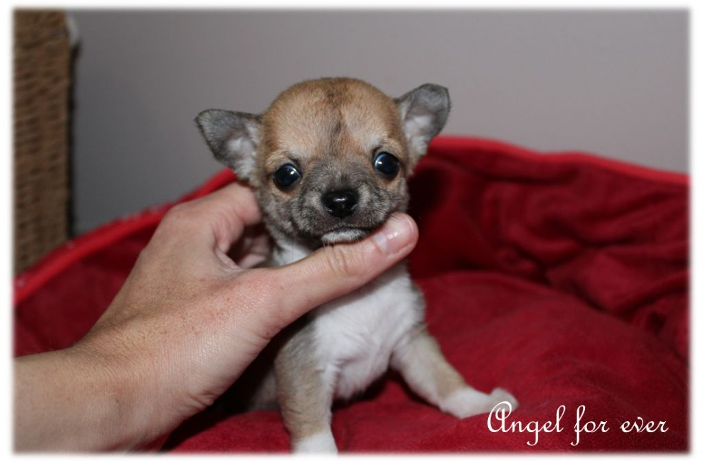 Of Angel For Ever - Chiots disponibles - Chihuahua
