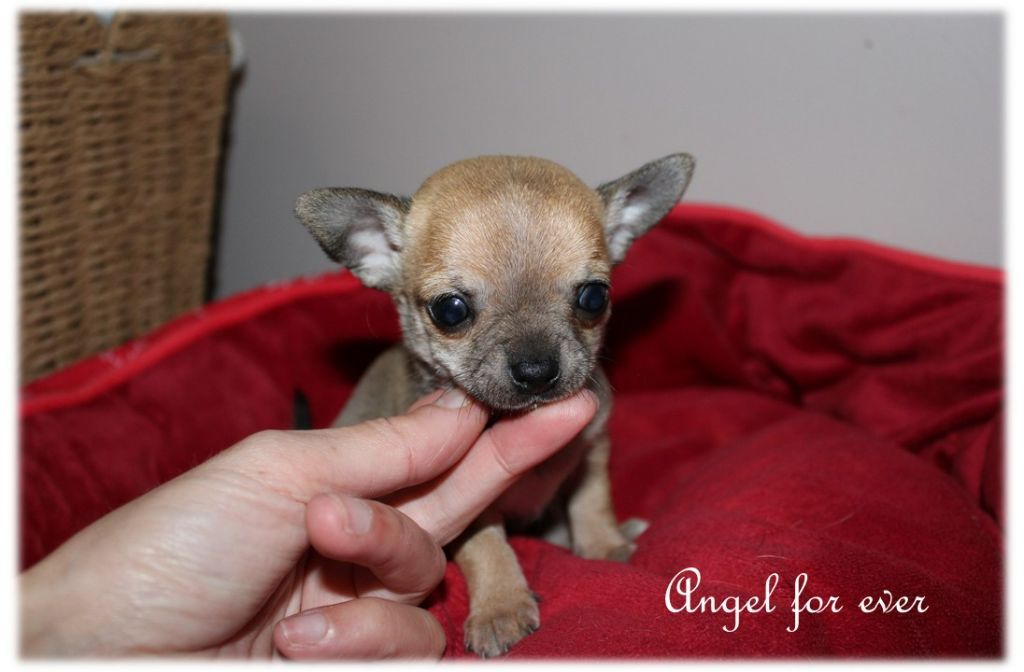 Of Angel For Ever - Chiots disponibles - Chihuahua