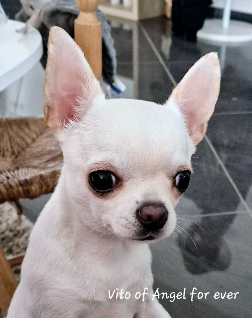 Of Angel For Ever - Chiots disponibles - Chihuahua