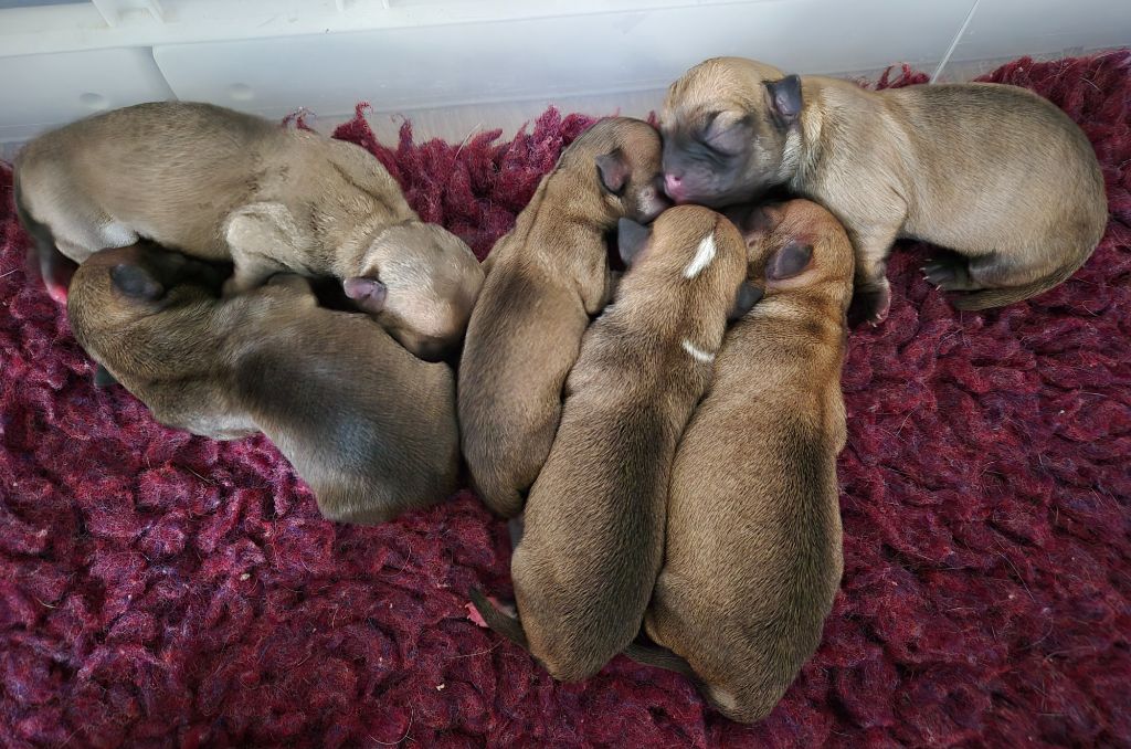 Of Angel For Ever - Chihuahua - Portée née le 07/11/2025