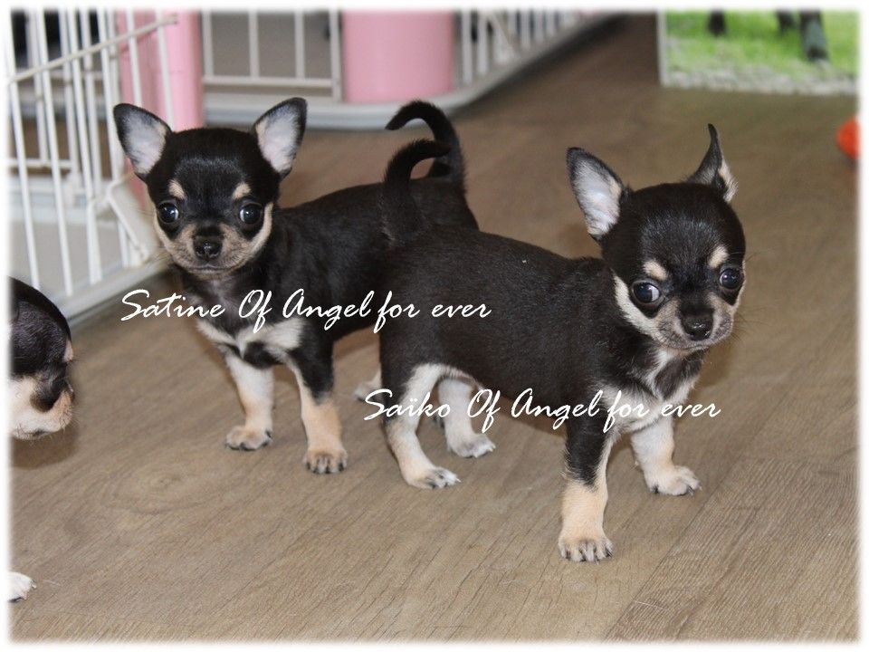 Of Angel For Ever - Chihuahua - Portée née le 15/05/2021