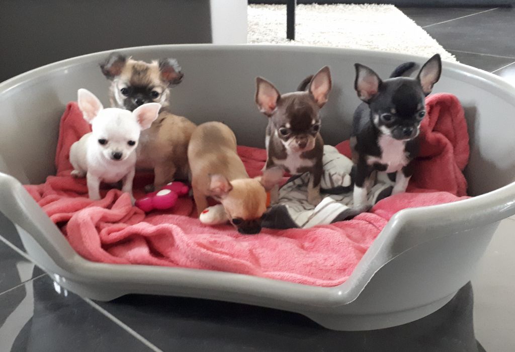 Of Angel For Ever - Chihuahua - Portée née le 10/10/2019