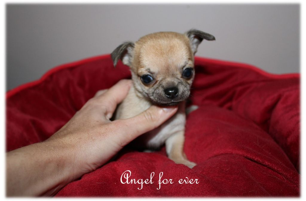 Of Angel For Ever - Chiots disponibles - Chihuahua