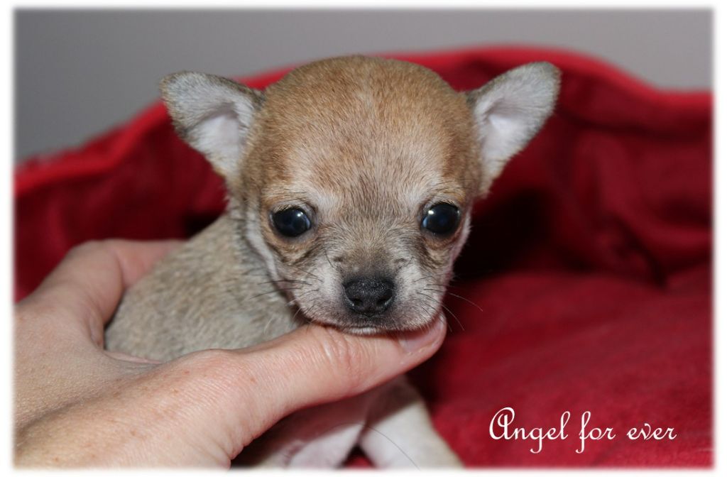 Of Angel For Ever - Chiots disponibles - Chihuahua