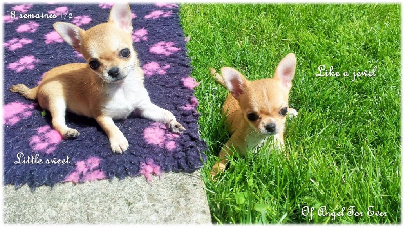 Of Angel For Ever - Chihuahua - Portée née le 10/03/2015